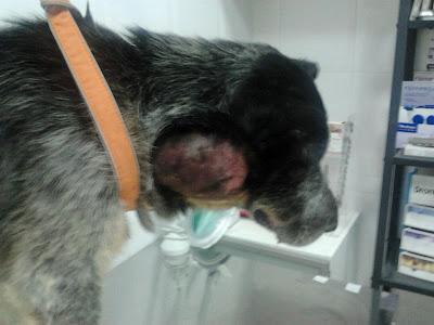 FELIPE, perrito mayor con gran infección, NECESITA URGENTEMENTE UN HOGAR DONDE LO CUIDEN!!