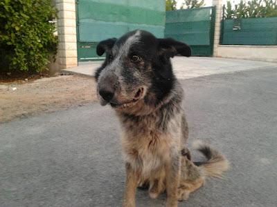 FELIPE, perrito mayor con gran infección, NECESITA URGENTEMENTE UN HOGAR DONDE LO CUIDEN!!