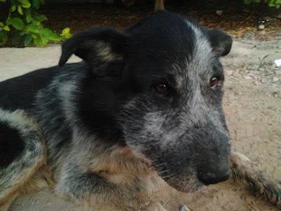 FELIPE, perrito mayor con gran infección, NECESITA URGENTEMENTE UN HOGAR DONDE LO CUIDEN!!