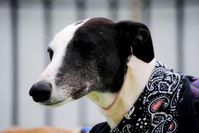 Historias de adoptad@s. Killah