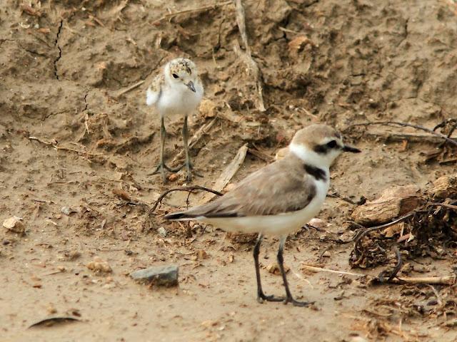 DELTA DEL EBRO 4ª CURIOSIDADES