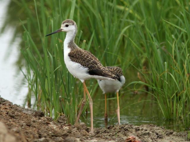 DELTA DEL EBRO 4ª CURIOSIDADES