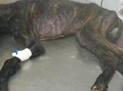 Otro sido abandonado galguero ¿no?