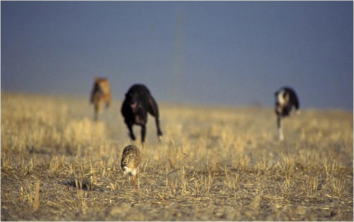 Hay amores que matan