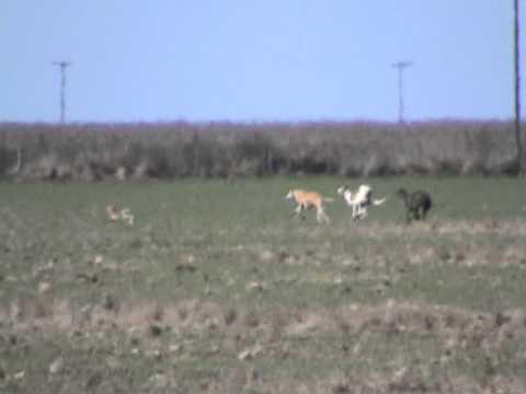 Hay amores que matan