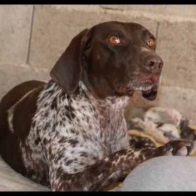Foto: Lola, tras pasar muchos meses en la calle, se encuentra en el refugio, esperando su oportunidad como perra de compañia. Es muy cariñosa y buena, perfecta para cualquier familia que le guste salir al campo o hacer ejercicio.