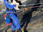 Rescatado vivo perro había caído acantilado mientras perseguía gaviota.