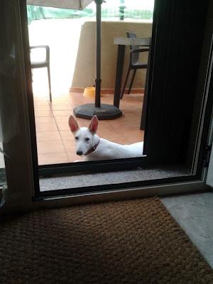 SIMONA, CACHORRA CRUCE DE GALGO/PODENCO BLANCO. URGE ADOPCIÓN!! (VALENCIA)