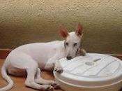 Simona, cachorra cruce galgo/podenco blanco. urge adopción!! (valencia)