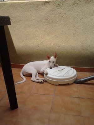SIMONA, CACHORRA CRUCE DE GALGO/PODENCO BLANCO. URGE ADOPCIÓN!! (VALENCIA)