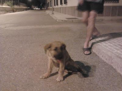 Muy urgente!! cachorrita atropellada en un pueblo de Jaén.