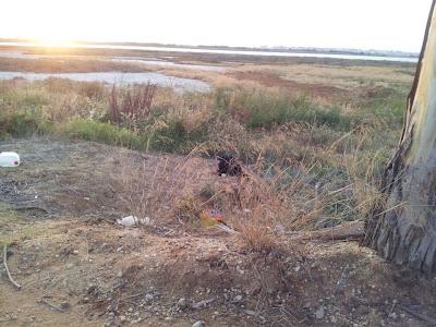 Labrador abandonado en medio de la nada y solo. (Huelva)