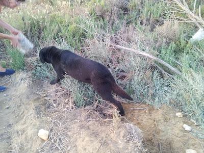 Labrador abandonado en medio de la nada y solo. (Huelva)