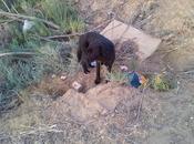 Labrador abandonado medio nada solo. (Huelva)