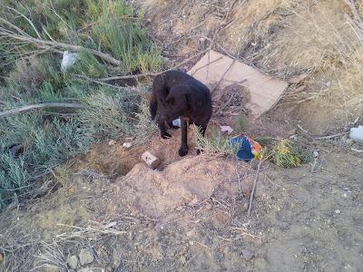 Labrador abandonado en medio de la nada y solo. (Huelva)