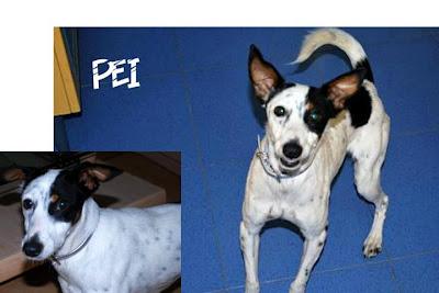 Pei, volmente atacada por sus compañeros de chenis,, año y medio esperando ser adoptada.