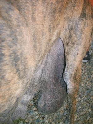 GALGA CON TUMORES DE MAMAS. (SEVILLA)