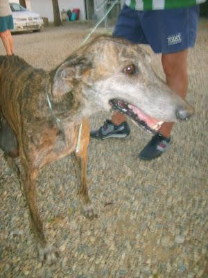 GALGA CON TUMORES DE MAMAS. (SEVILLA)