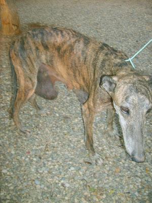 GALGA CON TUMORES DE MAMAS. (SEVILLA)