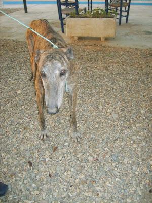 GALGA CON TUMORES DE MAMAS. (SEVILLA)