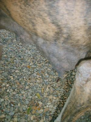 GALGA CON TUMORES DE MAMAS. (SEVILLA)