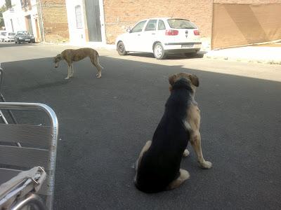 Galga en celo y cachorrón pastor alemán en la calle de Brenes. (Sevilla)