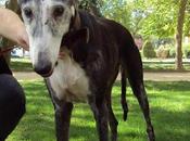 madrid blondie, galga abuelita iban ahorcar busca acojida adopcion.