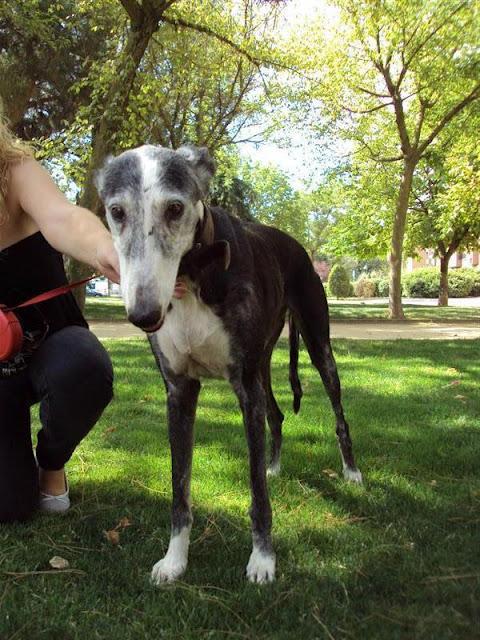 SOS MADRID , BLONDIE, GALGA ABUELITA QUE IBAN A AHORCAR BUSCA ACOJIDA O ADOPCION.