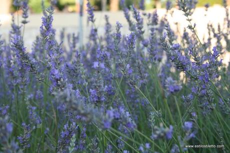 No me vais a creer....