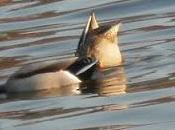 Culo pato (II)