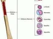 Científicos desarrollan nuevo método para hacer crecer hueso