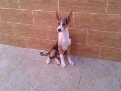 VIOLETA, MARAVILLOSA CACHORRA BUSCA HOGAR, NO HAY OTRA IGUAL‏.