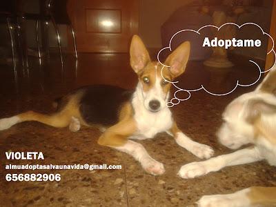 VIOLETA, MARAVILLOSA CACHORRA BUSCA HOGAR, NO HAY OTRA IGUAL‏.