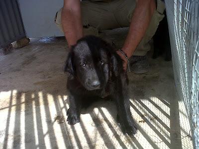 Pupy, el pequeño negro sigue sin nada!