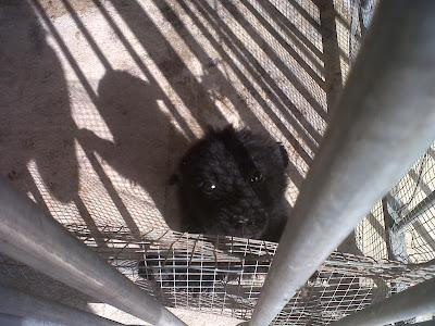 Pupy, el pequeño negro sigue sin nada!