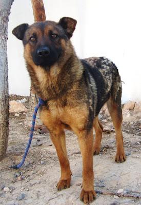 SALLY chow-chow mix busca familia..