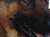 SALLY chow-chow busca familia..