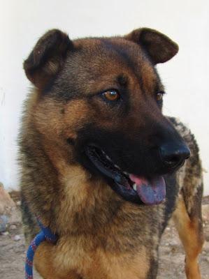 SALLY chow-chow mix busca familia..