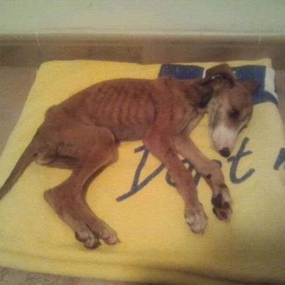Foto: **MALAS NOTICIAS**TEMA GRAVE**  El otro día fueron rescatados 6 cachorros de galgo todos machitos...Ahora están con nosotros en el refugio pero...no van a poder sobrevivir. Fer nos ha comunicado que uno de los cachorros ha fallecido, otro lo tiene en su casa bastante grave y los demás están famélicos.... NO ES PARVO...ES DESHIDRATACION Y HAMBRUNA...mi opinión es que estos pequeños deberían ir a casas de acogida o no sobrevivirán....Fer esta dando suero al pequeño de la foto y no sabe si pasara la noche...menuda situación para el pobre... Por favor si puedes ser casa de acogida llama o escribe urgentemente a Ena 692230565 email: adopcionesbaasgalgo@gmail.com o enaybaasgalgo@hotmail.es