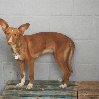 Foto: MIRAR QIE COSITA HAY EN PERRERA DE  MAIRENA TAN BONITA, NADIE LA ACOGE???? ES UNA PASADA....YUCA  PLACA 711 PODENCA CRUCE    PARA ADOPTAR: adopcionsosas@gmail.com  PARA ACOGER: acogidasosas@gmail.com