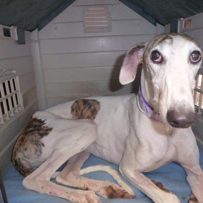 Foto: Lola has become really depressed again.... she needs time, she needs a wonderful home. All her bloods are negative for leish, babesia, filaria and erlichia... where is a wonderful home for her? We think she could be quite dominant but dont know if thats her yet or her current pain and anxiety...