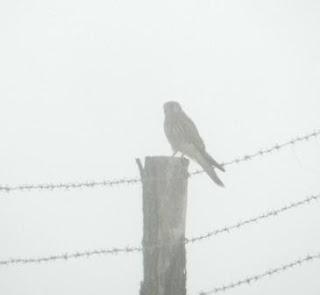 Llegan los cernícalos