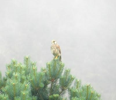 Llegan los cernícalos