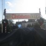Fake Christmas Tree Lot - Imgur