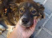 Lucas, después adoptarlo, devuelven trasto.