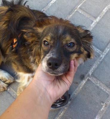 Lucas,  después de adoptarlo, lo devuelven por trasto.