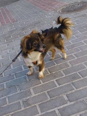 Lucas,  después de adoptarlo, lo devuelven por trasto.