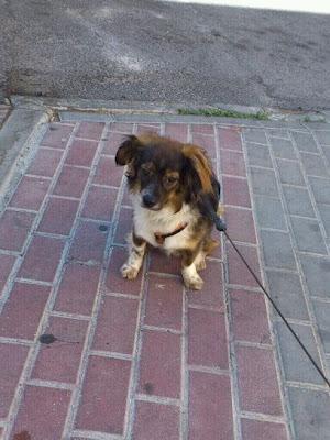 Lucas,  después de adoptarlo, lo devuelven por trasto.