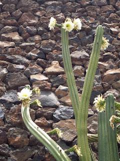 Vacaciones en Lanzarote