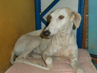 Suna, preciosa galga en adopción, (Sevilla)